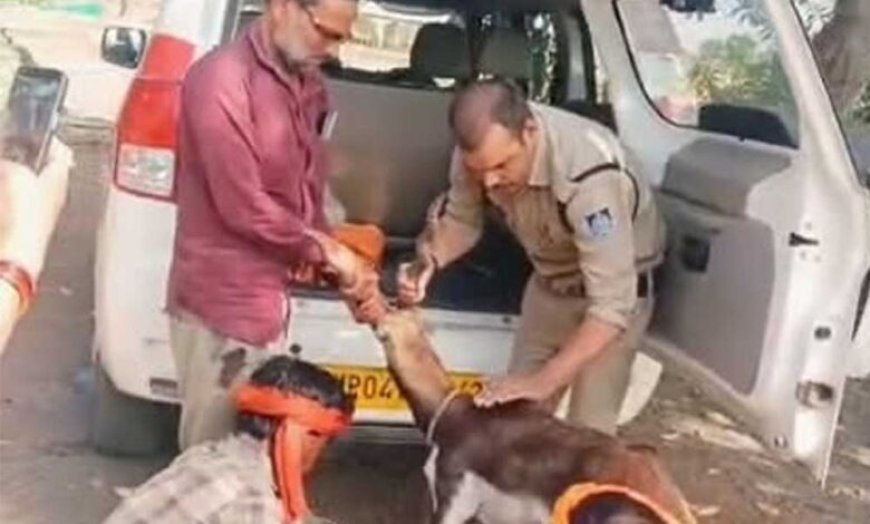 गुना के डायल-112 हीरोज घायल हिरण के शावक को सुरक्षित वन विभाग के सुपुर्द किया