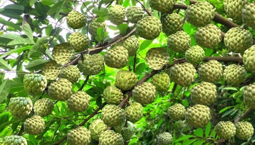 मालवा-निमाड़ में फसल विविधीकरण का असर, केला-चिया-सीताफल जैसी हाई वैल्यू फसलों से बढ़ रही किसानों की आय