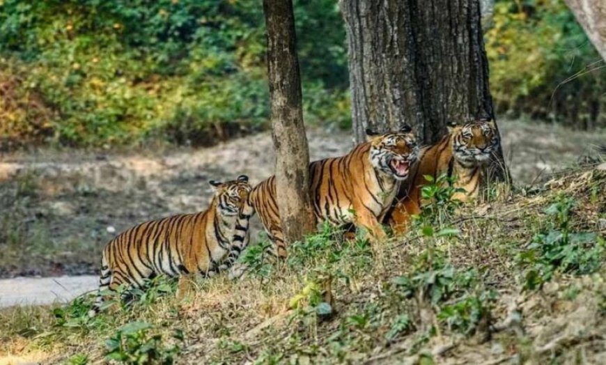 आज से बंद हुए CG के टाइगर रिजर्व और वन्यजीव अभयारण्य, पर्यटकों की एंट्री पर रोक