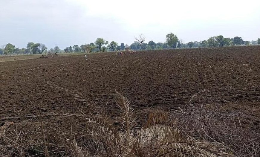 मध्य प्रदेश में कमजोर मानसून की मार, 13 जिलों में पर्याप्त बारिश नहीं; एक्सपर्ट बोले- 4 इंच पानी के बाद ही करें बोवनी