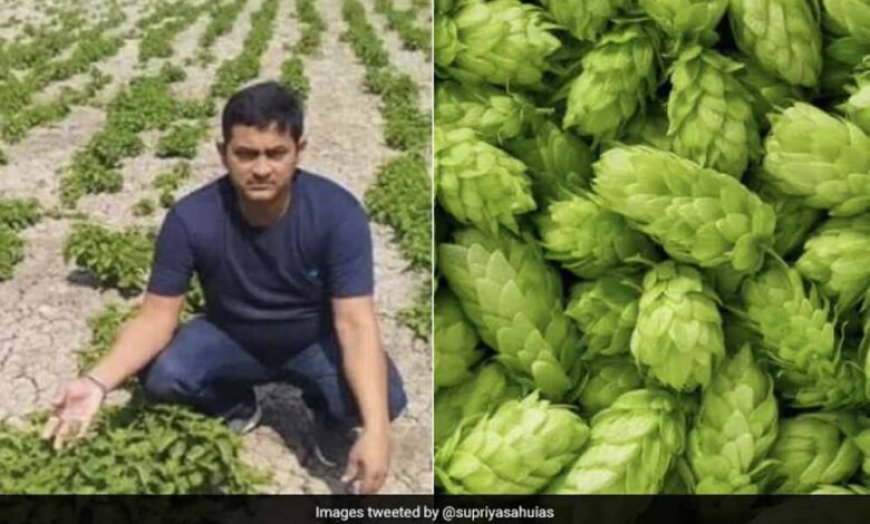 पारंपरिक खेती छोड़ विदेशी सब्जियों पर लगाया दांव, किसान प्रवीण सिंह कमा रहे 30 लाख रुपये सालाना
