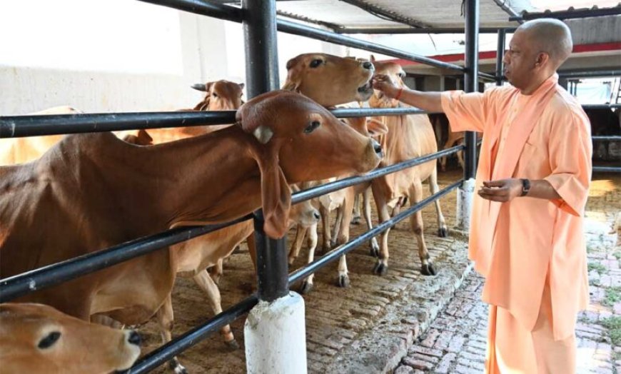 गुड़-रोटी खिलाकर सीएम योगी ने की गोसेवा स्नेहिल थपकी देकर गायों-गोवंश को खूब दुलारा मुख्यमंत्री ने