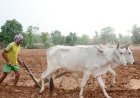 प्रदेश में मानसून के दस्तक के साथ ही खेती-किसानी में तेजी