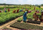 रोपने के लिए प्रदेश की 2600 से अधिक नर्सरियों में 57.62 करोड़ पौधे तैयार