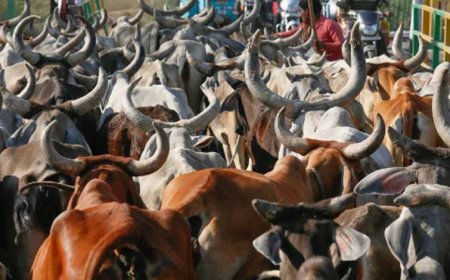 जब्त मवेशियों की कस्टडी पर बड़ा फैसला आएगा, हाईकोर्ट तय करेगी कोर्ट के अधिकार