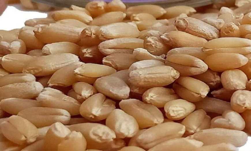 मध्य प्रदेश के शरबती गेहूं ने तोड़ा 7 साल का रिकॉर्ड, ₹6,500 प्रति क्विंटल पार; आटा हो सकता है महंगा