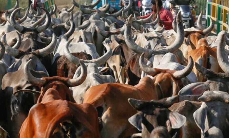 जब्त मवेशियों की कस्टडी पर बड़ा फैसला आएगा, हाईकोर्ट तय करेगी कोर्ट के अधिकार